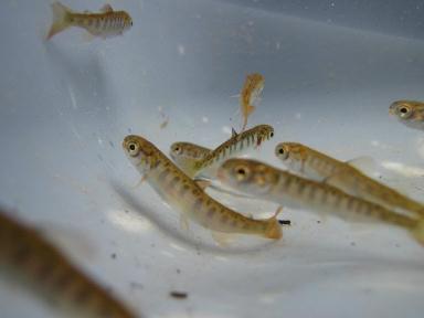 Spring Chinook Fry, 2012