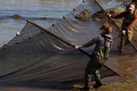 Fry Seining, Upper Willamette, 2012