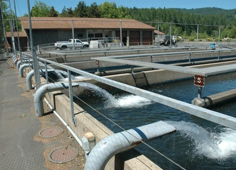 McKenzie Hatchery