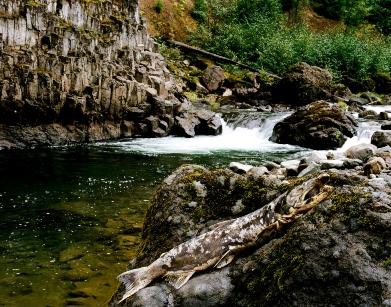 salmon trapping and carcass recovery