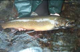 Bull Trout